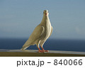 白い鳩 白い鳩 840066
