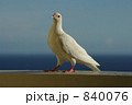 白い鳩 白い鳩 840076