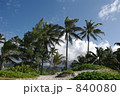 ヤシの木 ヤシの木 840080