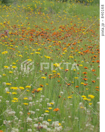 ムンヒェナーガルテン コウリンタンポポ 花畑の写真素材