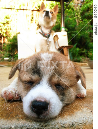 子犬 寝顔 犬の写真素材