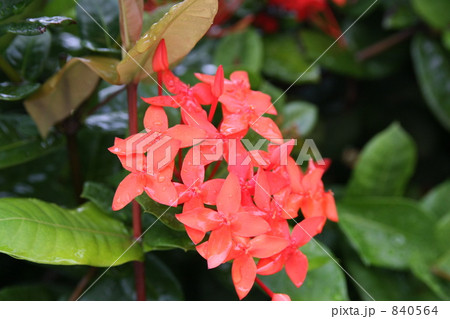 イクソラの花 840564