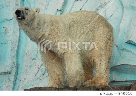 北極グマ 北極グマ 840616