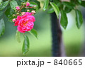 木と葉とピンクのバラ 840665