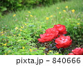 地に咲く赤いバラ 840666