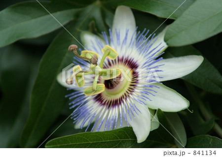 トケイソウ 841134