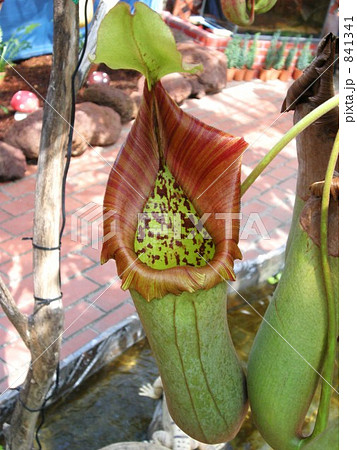 ネペンテス・トランカータ 841341