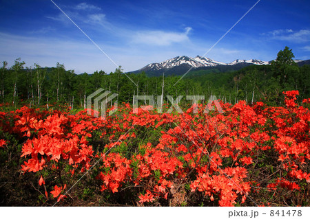 乗鞍高原のレンゲツツジと乗鞍岳 841478