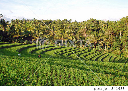 バリ島の棚田 841483