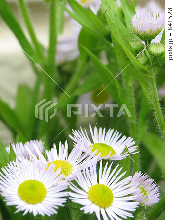 春紫苑(姫女苑) 春紫苑(姫女苑) 841528