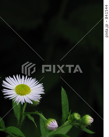 春紫苑(姫女苑) 春紫苑(姫女苑) 841544