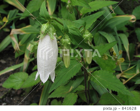 白のホタルブクロ 白のホタルブクロ 841628