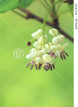 アケビの花咲く 841834