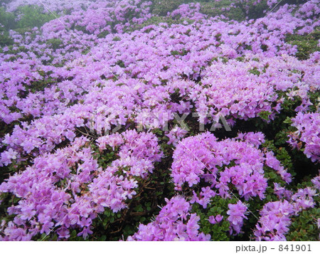 ミヤマキリシマ 841901