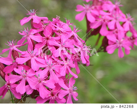 ムシトリナデシコ 842268