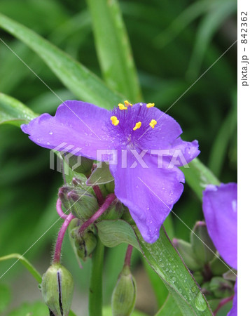 ムラサキツユクサ（紫・青紫） 842362