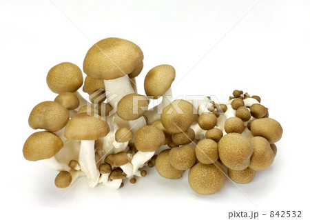 シメジ 842532