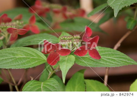 山紫陽花　紅　向島百花園 842974