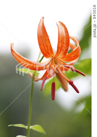 コオニユリ コオニユリ 843016