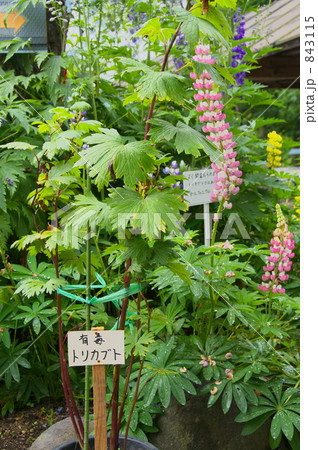 トリカブト 843115