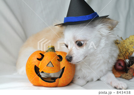 ハロウィン犬　０４ 843438