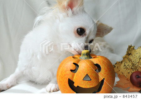 ハロウィン犬 05 ハロウィン犬 05 843457