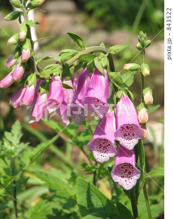 ジギタリス ジギタリス 843522