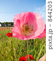 ケシの花 844203