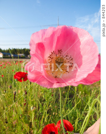 ケシの花 844203