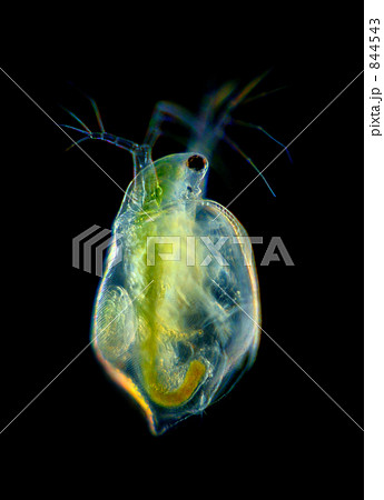 オカメミジンコ 844543