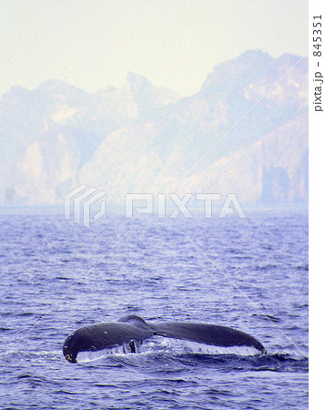 ザトウクジラ 845351