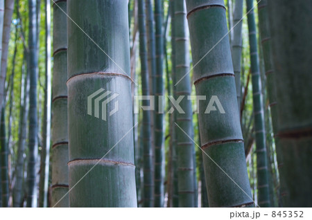 青い竹林 845352
