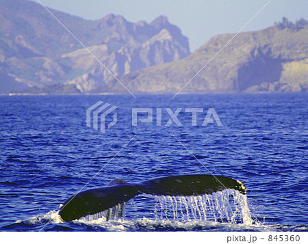 ザトウクジラ 845360