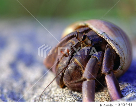 オカヤドカリ 845443