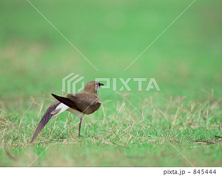 ツバメチドリ 845444