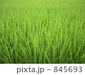 田んぼ 845693