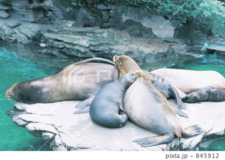 アシカ 上野 動物園の写真素材