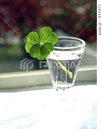 まどべのクローバー まどべのクローバー 845977