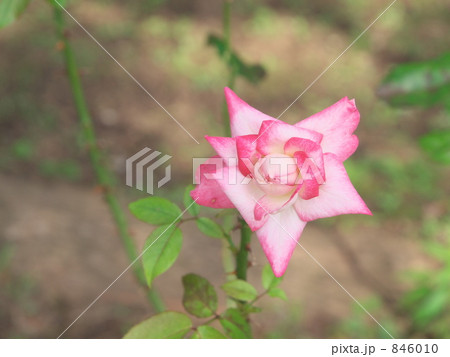 アルテス'75 アルテス'75 846010