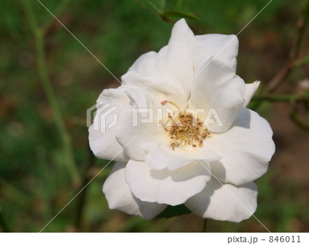 ホワイトマジック ホワイトマジック 846011