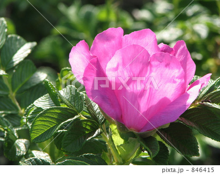 萌えるハマナス 萌えるハマナス 846415