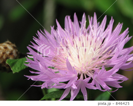 宿根矢車菊 846425