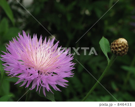 宿根矢車菊 846433