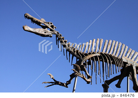 スピノサウルス骨格 846476