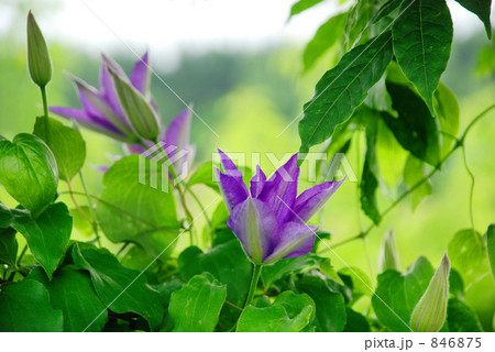 クレマチス 846875