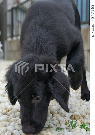 フラットコーテッドレトリバーの子犬 847565