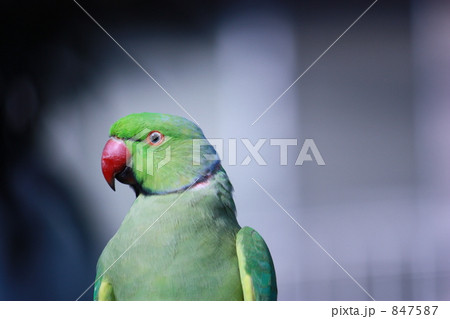 インコ インコ 847587