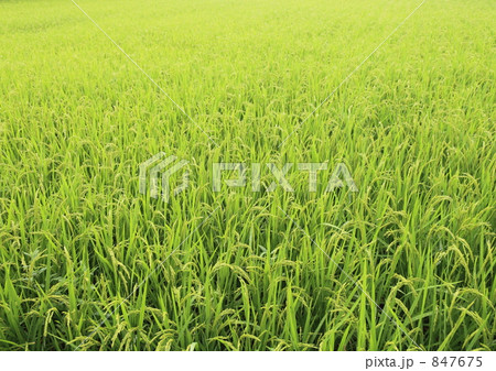 夏の水田 847675
