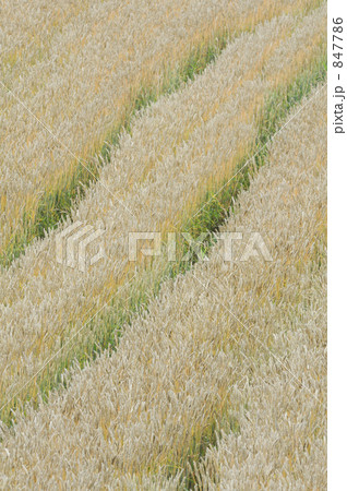 麦畑 847786
