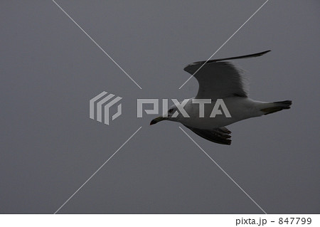 跳ぶオオセグロカモメ 跳ぶオオセグロカモメ 847799